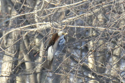 Close-up of bird perching on branch