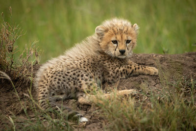 Cheetah cub lies on mound looking right