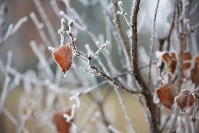 Close-up of frozen leaves on tree during winter