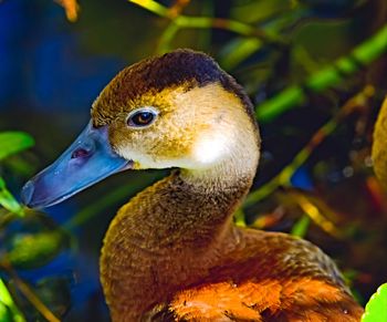 Close-up of duck swimming in water