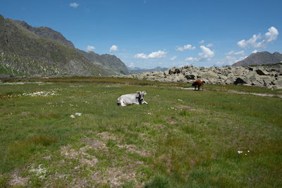 Scenic view of grassy field against sky