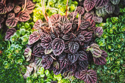 High angle view of vegetables on plant