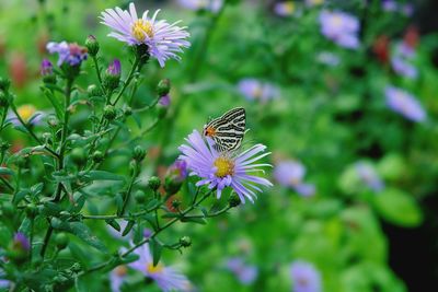 Close-up of butterfly pollinating on purple flower