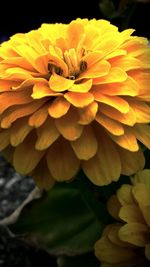 Close-up of yellow flower