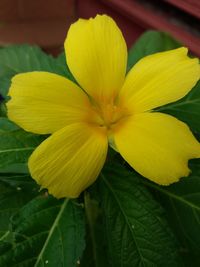 Close-up of yellow flower blooming outdoors