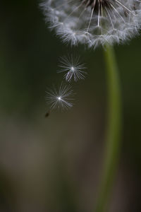 Close-up of dandelion flower