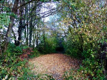 Dirt road amidst trees in forest