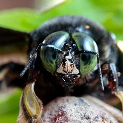 Close-up of insect