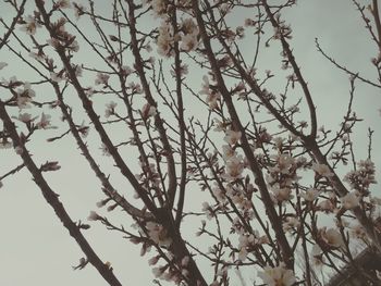 Low angle view of flowering tree against clear sky