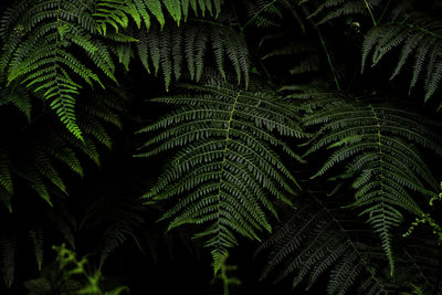 Close-up of fern leaves