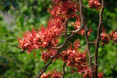 Close-up of red flowering plant