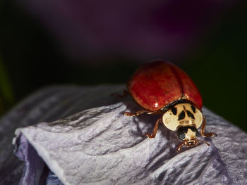 Close-up of ladybug on flower