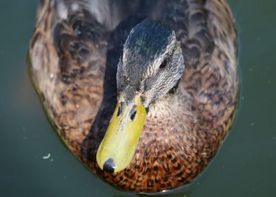 High angle view of mallard duck swimming in lake