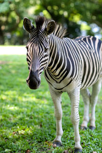 Zebra on field