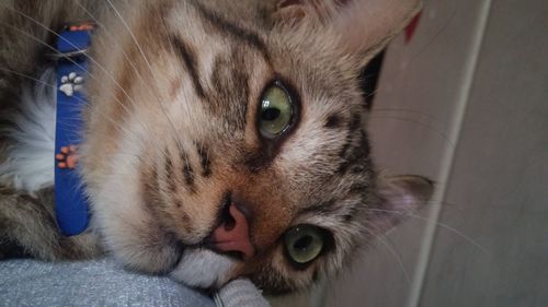 Close-up portrait of a cat