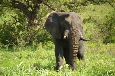 An elephant bull on it's way to water in a field