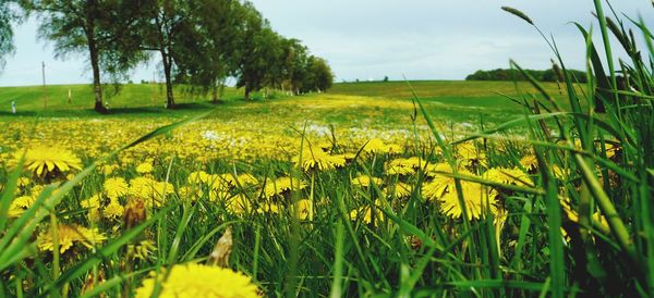 View of yellow flowering plants on field