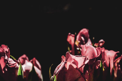 Close-up of pink flowering plants at night