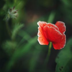 Close-up of red flower