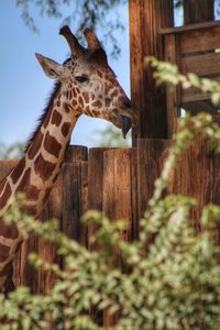 Portrait of giraffe