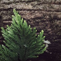 Close-up of fresh green plant