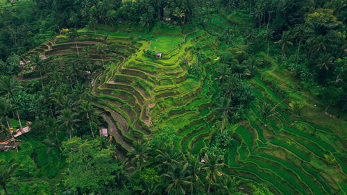 Rice fields and small houses of traditional village in rice terraces in tegalallang bali island.