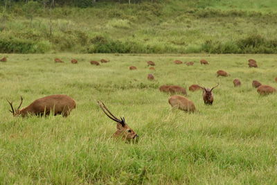 Indian hog deer grazing in a field