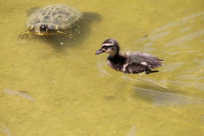 High angle view of turtle and duck swimming in lake