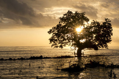 Silhouette tree by sea against sky during sunset