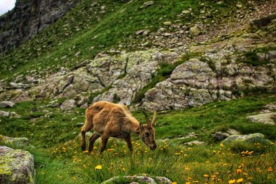 View of sheep on rock