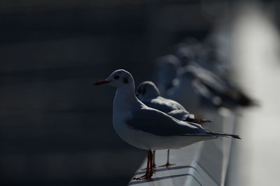 bird