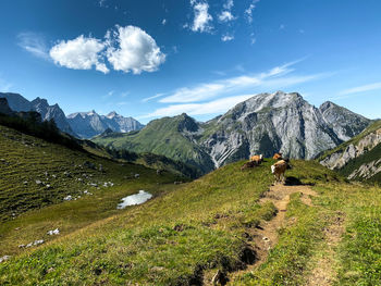 View of cows on mountain pastures against sky with a pond, karwendel, tyrol, austria