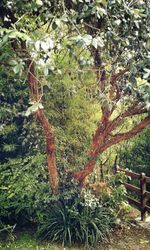 Low angle view of a tree