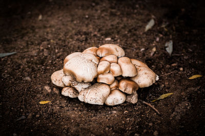 Close-up of mushrooms on rock