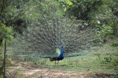 Close-up of peacock