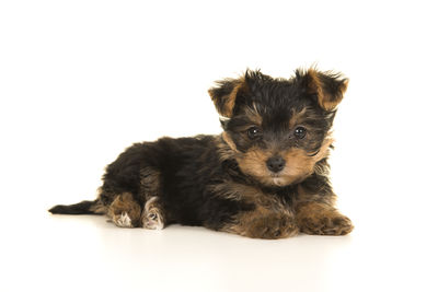 Close-up of a dog over white background