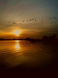 Bird flying over sea at sunset