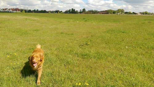 View of a dog on field