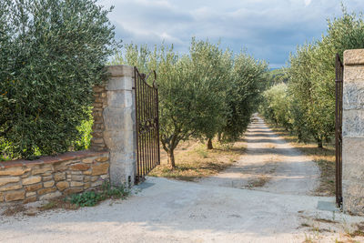 Footpath amidst trees against sky