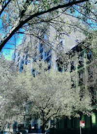 Low angle view of cherry tree by building against sky