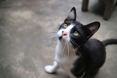 Cute cat looking up