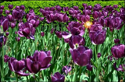 Close-up of purple crocus blooming on field