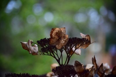 Close-up of wilted flower