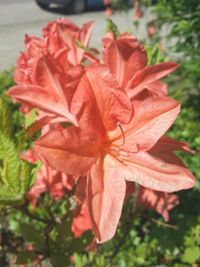 Close-up of red flowers