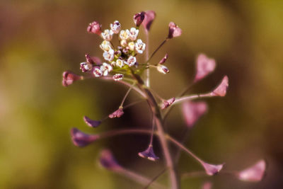 Close-up of flower