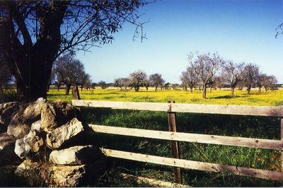 Bare trees on grassy field