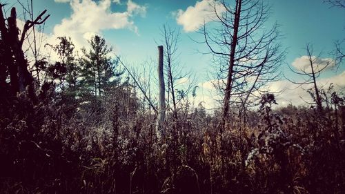 Low angle view of silhouette trees against sky