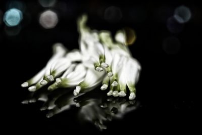 Close-up of wet white flower against black background