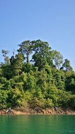 Scenic view of river in forest against clear blue sky