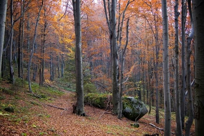 tree, forest, woodland, tree trunk, tranquility, tranquil scene, nature, beauty in nature, scenics, growth, landscape, non-urban scene, autumn, branch, woods, idyllic, outdoors, no people, day, change